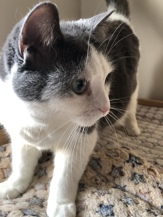 sweetie cat.jpg