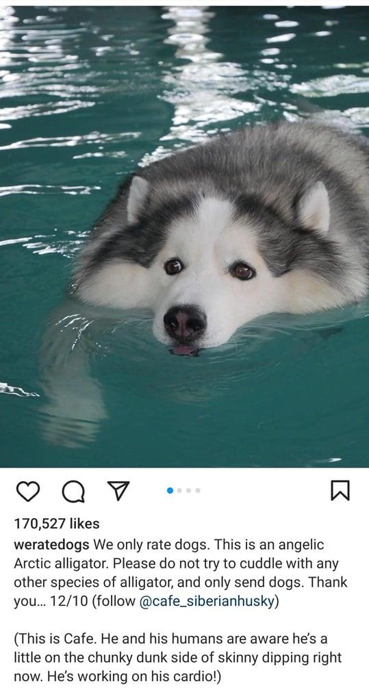 swimming dog.jpg