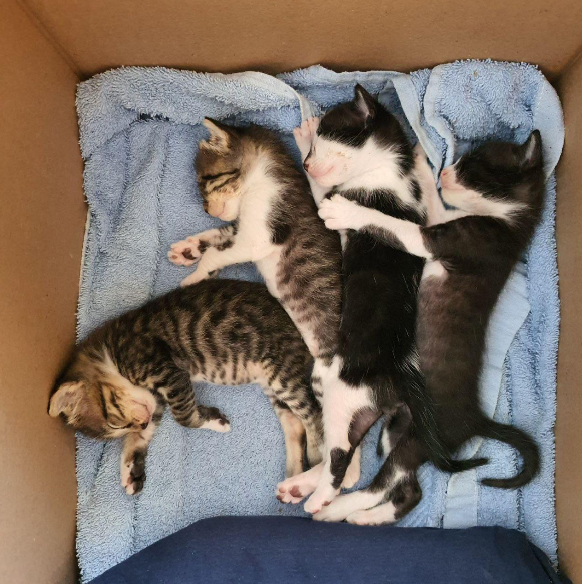 Swiss-army kittens.png