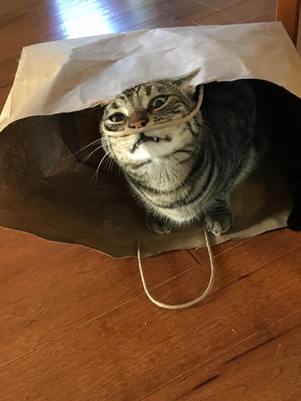 tabby bag.jpg