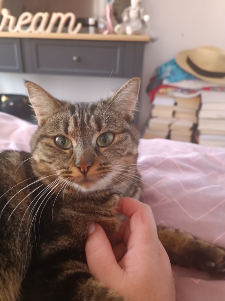 tabby bed 2.jpg
