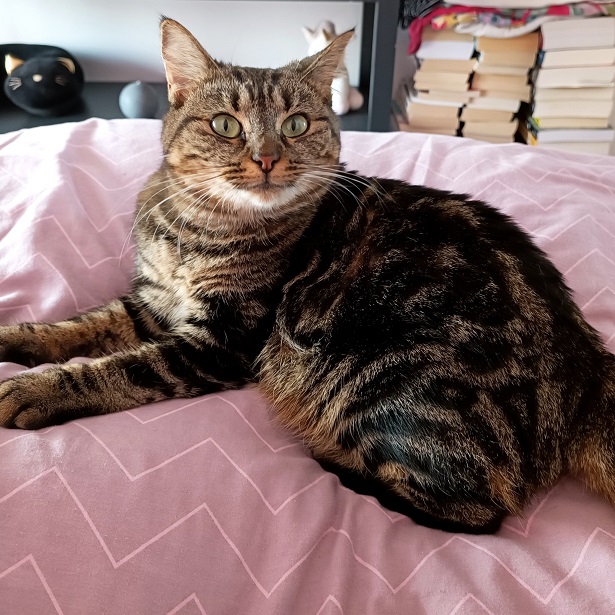 tabby bed.jpg