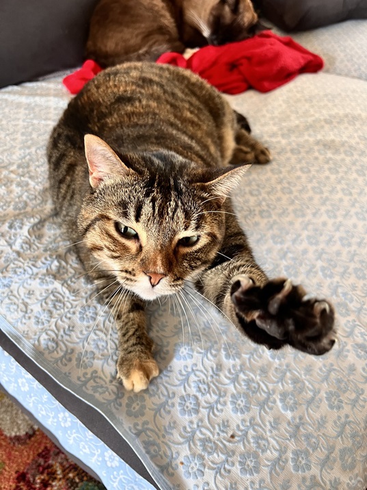 tabby bed.jpg