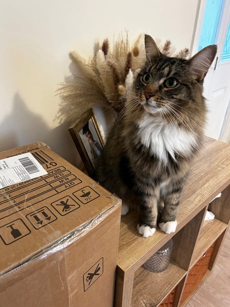 tabby box.jpg