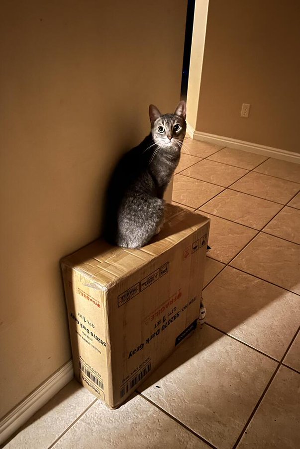 tabby box.jpg
