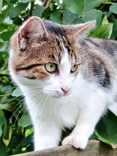 tabby close 2.jpg