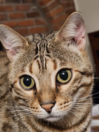 tabby close 3.jpg