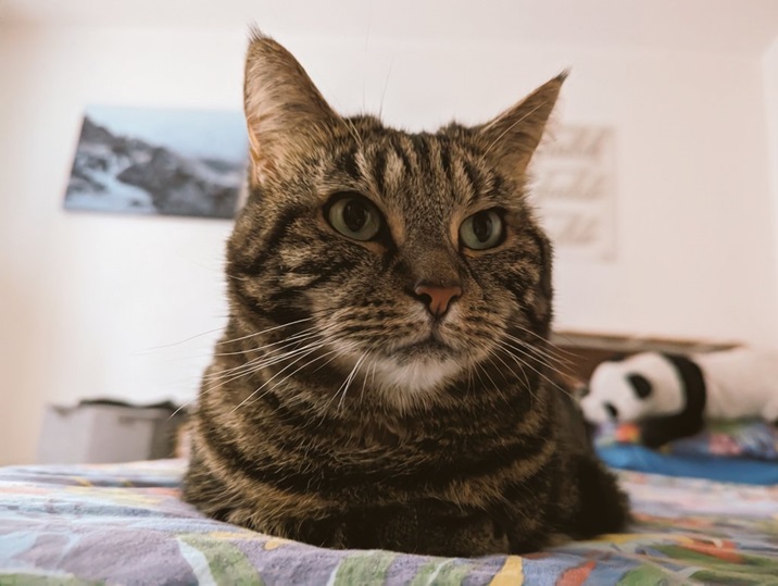 tabby close 4.jpg