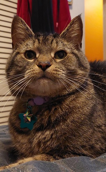 tabby close.jpg