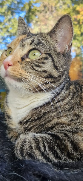 tabby close.jpg