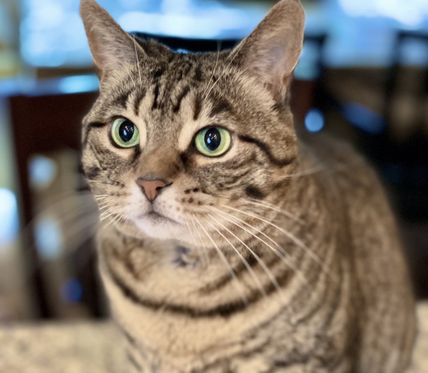 tabby close.jpg