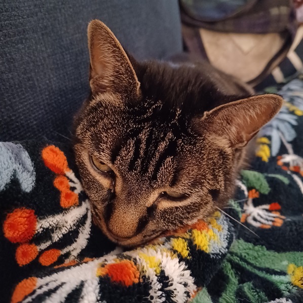 tabby close.jpg