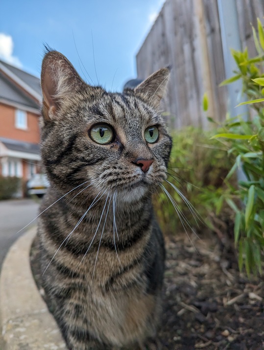 tabby close.jpg