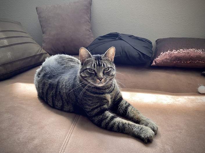 tabby couch.jpg