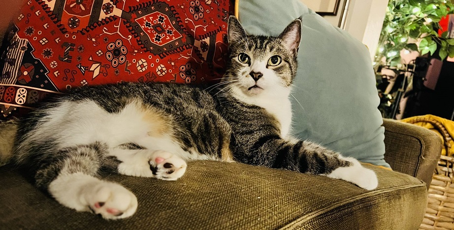 tabby couch.jpg