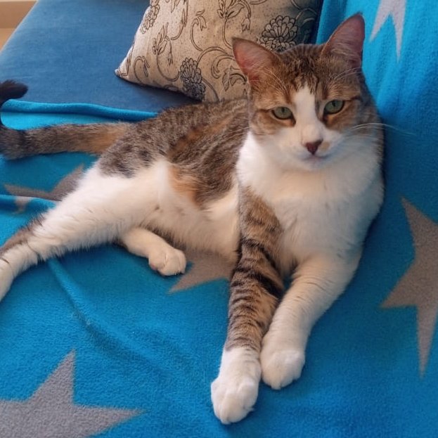 tabby couch.jpg