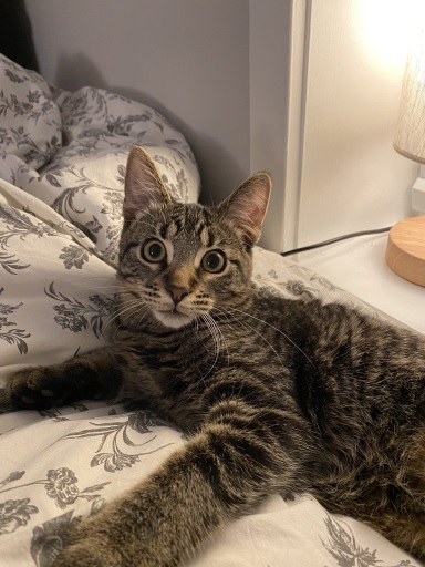 tabby couch.jpg