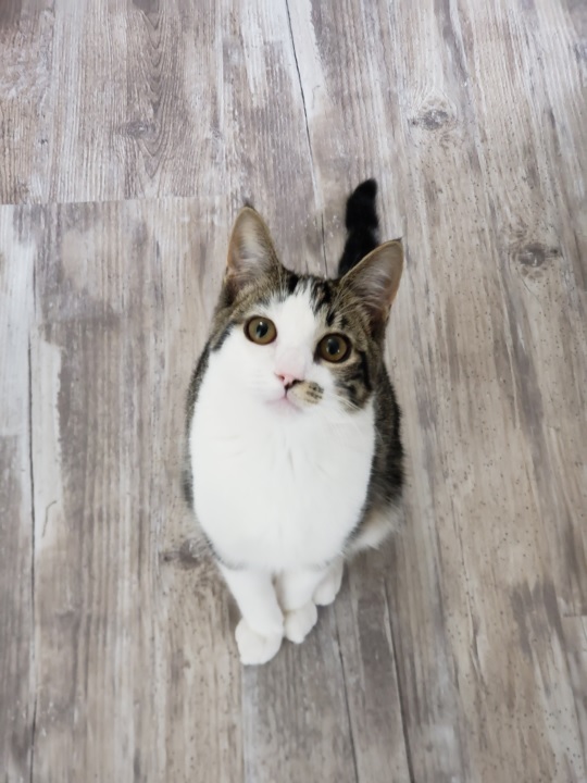 tabby floor.jpg