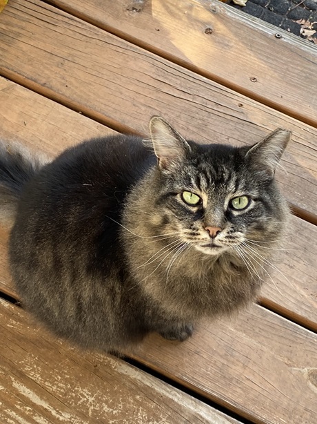 tabby floor.jpg