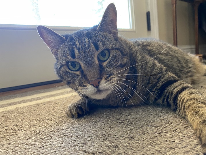 tabby floor.jpg