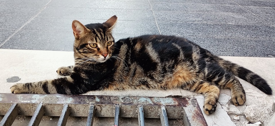 tabby grate.jpg