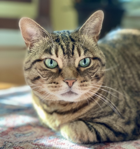 tabby green eyes.jpg