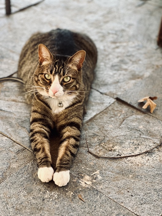 tabby ground.jpg