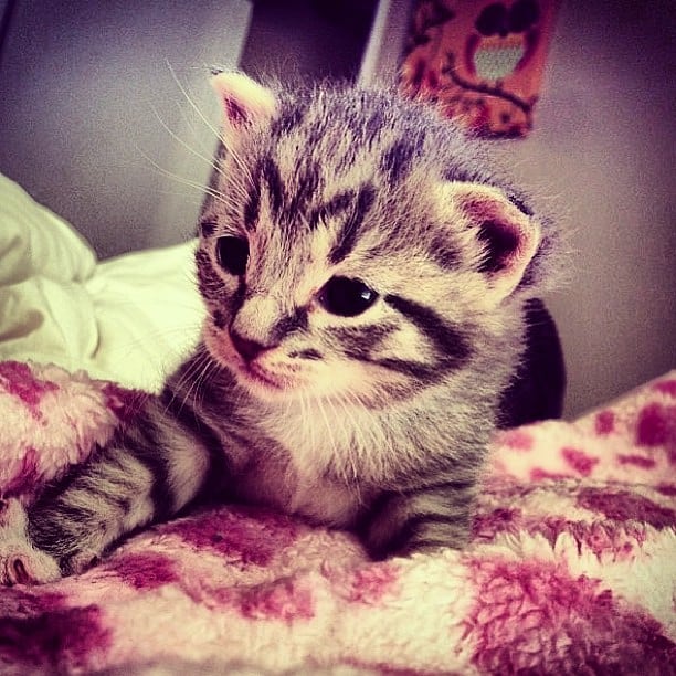 tabby kitten.jpg