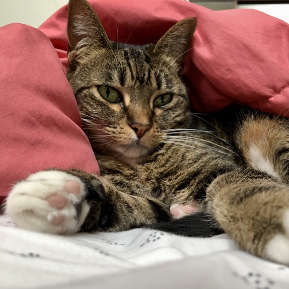 tabby lay.jpg