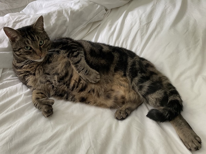 tabby laying.jpg