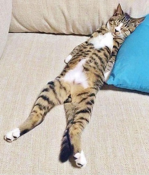 tabby laying.jpg