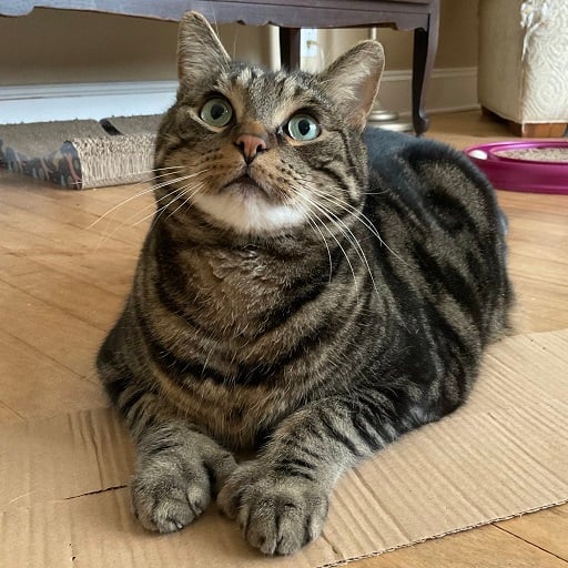 tabby looking up.jpg