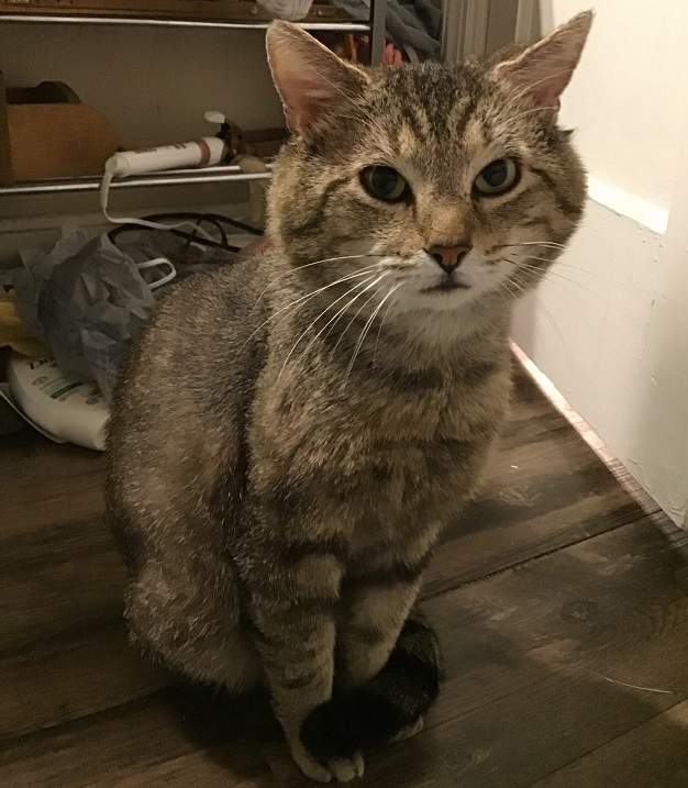 tabby loook.jpg