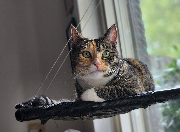 tabby platform.jpg