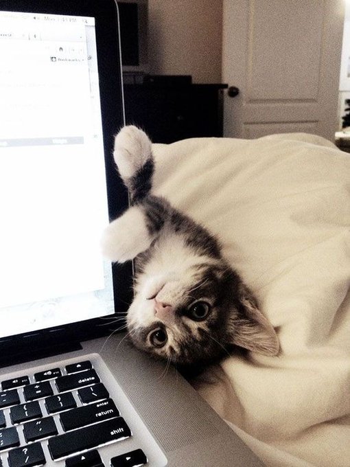 tabby screen.jpg