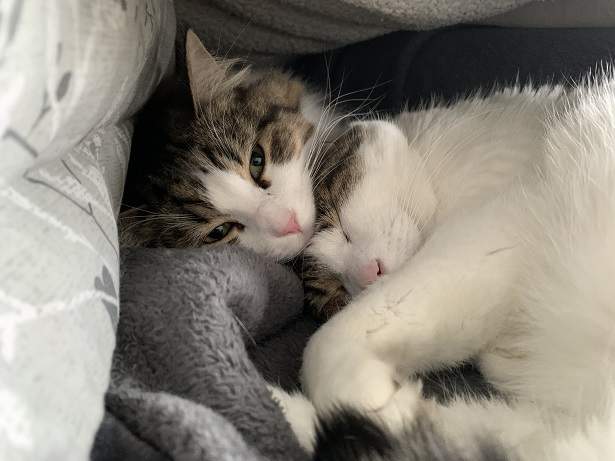 tabby snuggle.jpg
