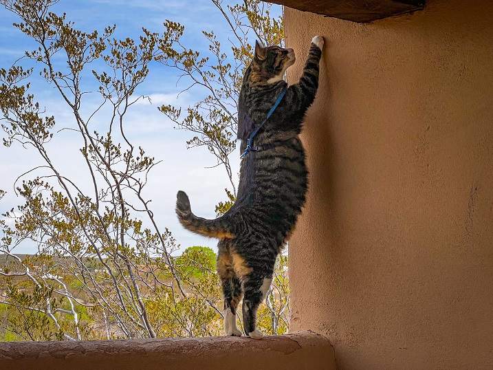 tabby stretch.jpg