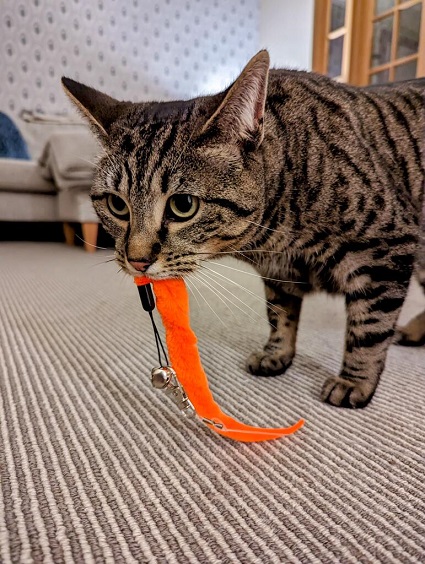 tabby toy.jpg