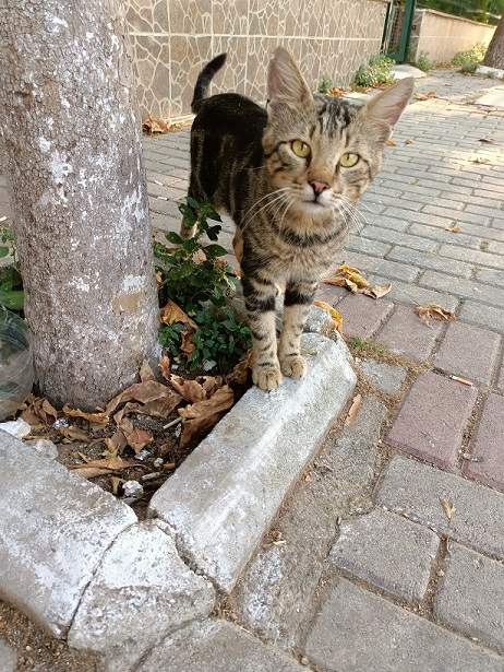 tabby tree.jpg