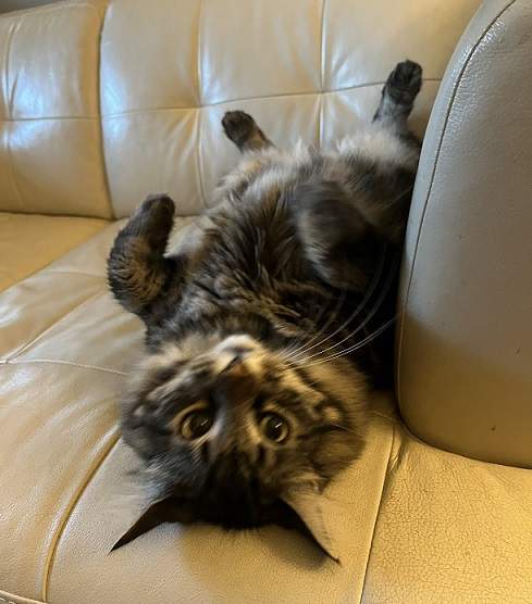 tabby ud couch.jpg