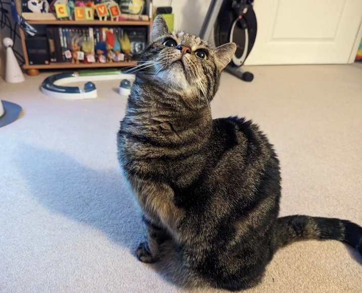 tabby up.jpg