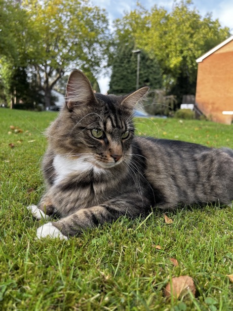 tabby yard.jpg