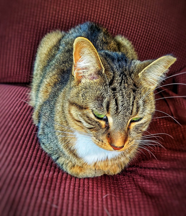 tabbyloaf.jpg