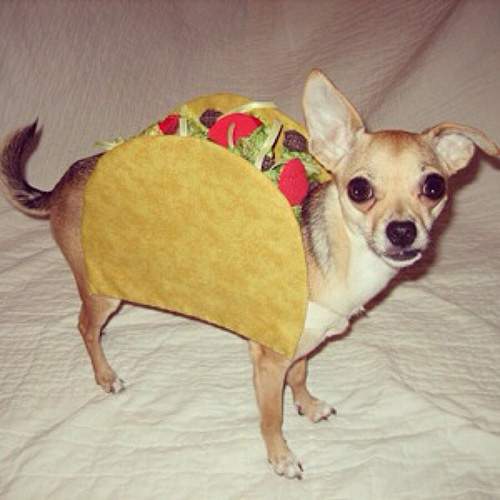 Taco-Dog.jpg