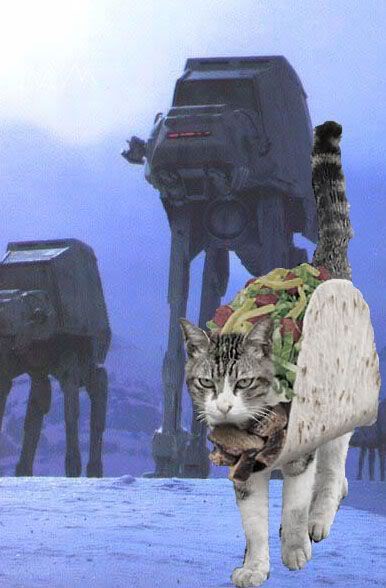 tacocat.jpg