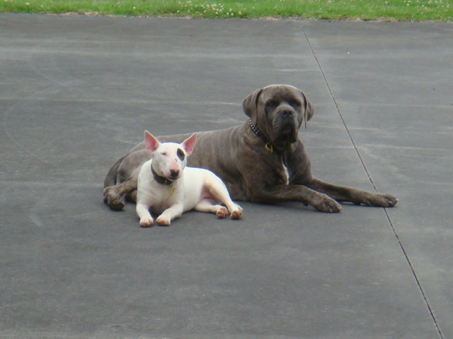 Tank & Shilo.JPG