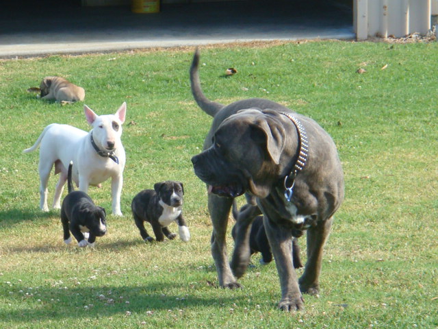 Tank Shilo & pups.JPG