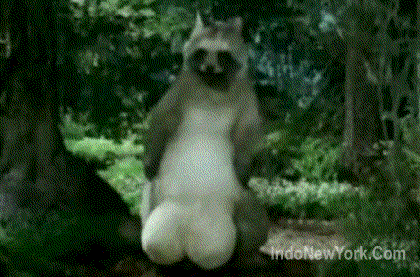 tanuki balls swing 1 (anim).gif
