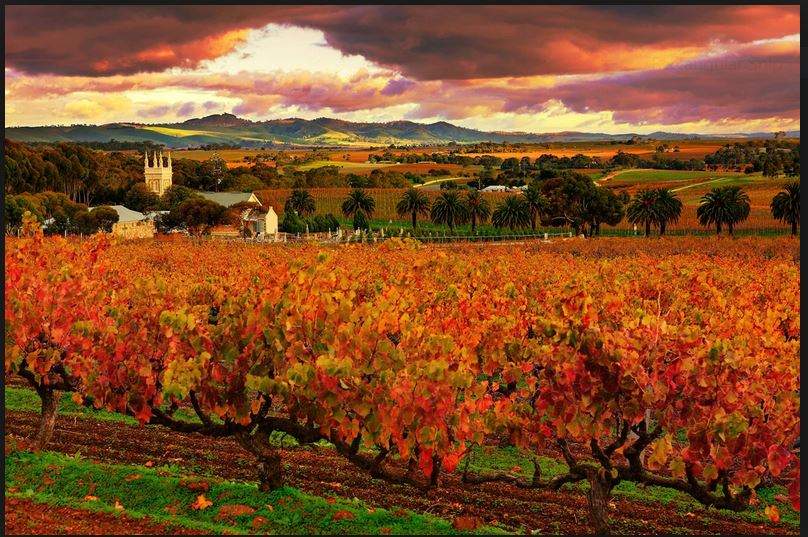 tanunda 1.JPG