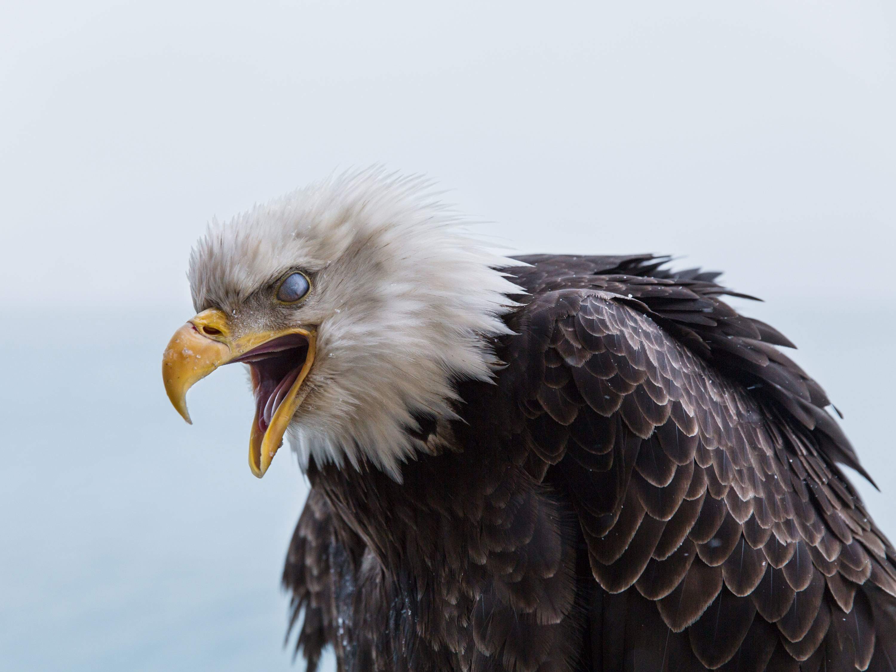 Tarred & Feathered.jpg